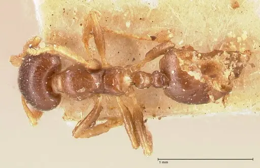 Crematogaster captiosa - FOCOL0698