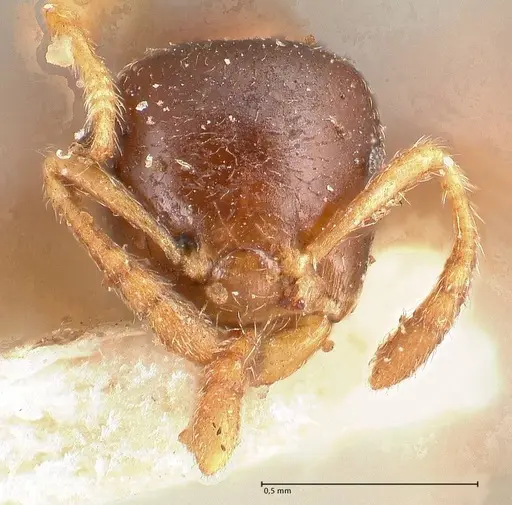 Crematogaster captiosa - FOCOL0698
