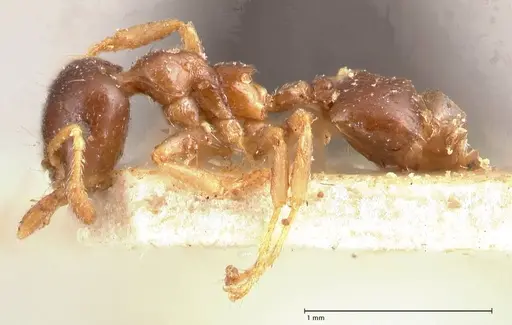 Crematogaster captiosa - FOCOL0698