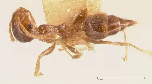 Crematogaster captiosa - FOCOL0699