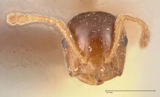 Crematogaster captiosa - FOCOL0699