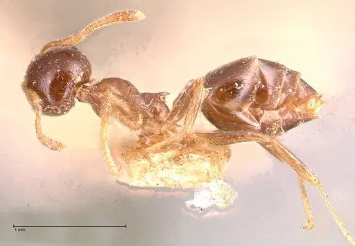 Crematogaster captiosa - FOCOL0699
