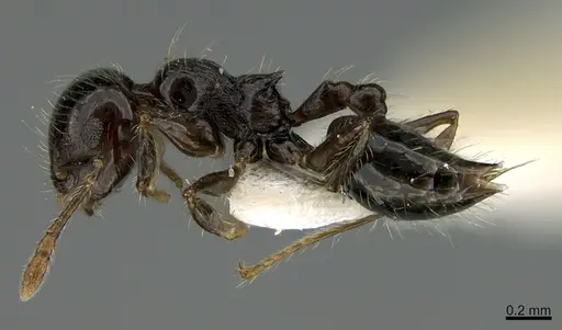 Crematogaster carinata specimen