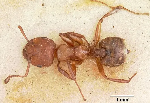 Crematogaster castanea specimen