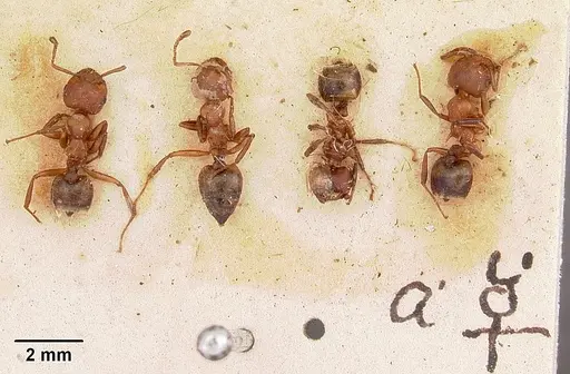 Crematogaster castanea specimen