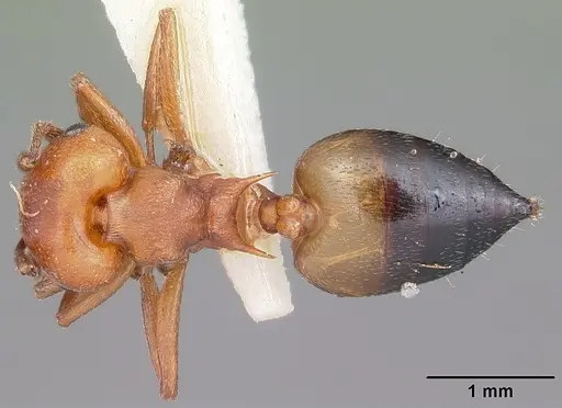 Crematogaster castanea - CASENT0102970