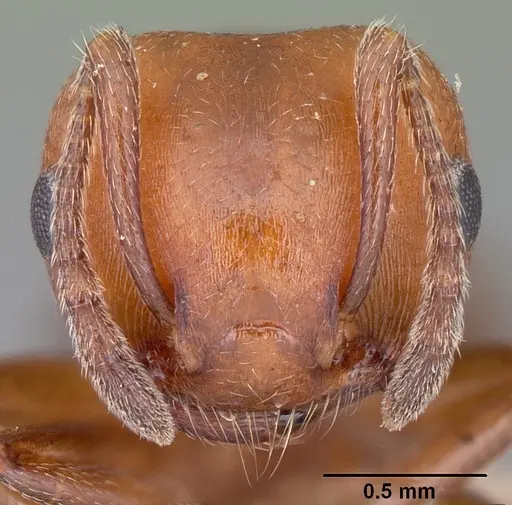 Crematogaster castanea - CASENT0102970