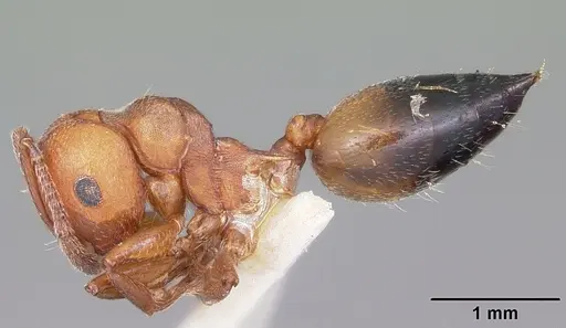 Crematogaster castanea - CASENT0102970