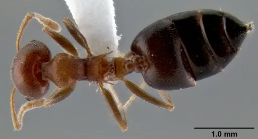 Crematogaster castanea - CASENT0193606