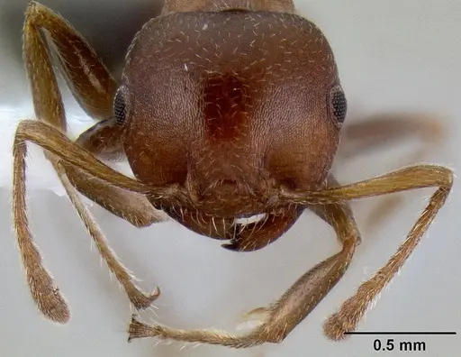 Crematogaster castanea - CASENT0193606