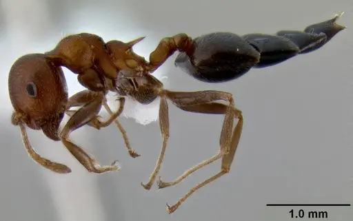 Crematogaster castanea - CASENT0193606