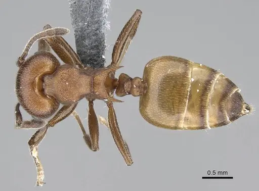 Crematogaster castanea - CASENT0785950