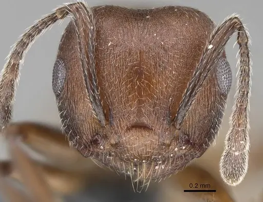 Crematogaster castanea - CASENT0785950