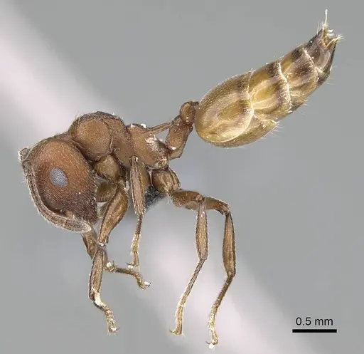 Crematogaster castanea - CASENT0785950