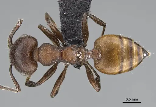 Crematogaster castanea - CASENT0822207