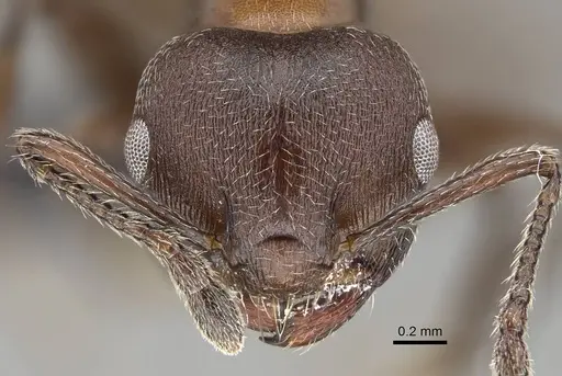 Crematogaster castanea - CASENT0822207