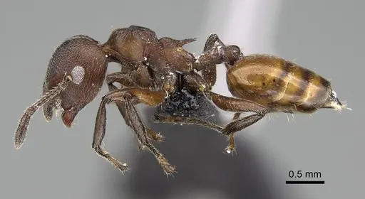 Crematogaster castanea - CASENT0822207
