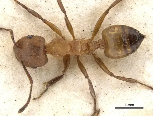 Crematogaster castanea - CASENT0902083