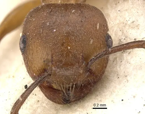 Crematogaster castanea - CASENT0902083