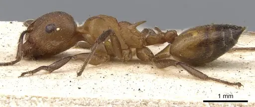 Crematogaster castanea - CASENT0902083