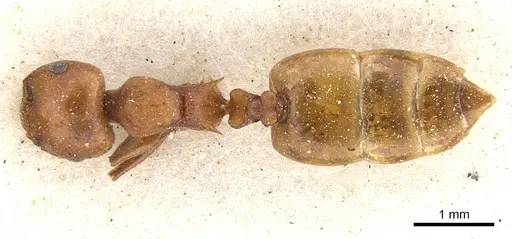 Crematogaster castanea - CASENT0902084