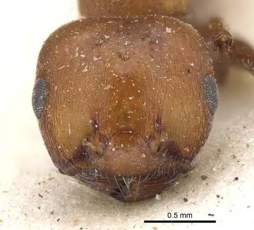 Crematogaster castanea - CASENT0902084