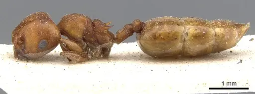 Crematogaster castanea - CASENT0902084