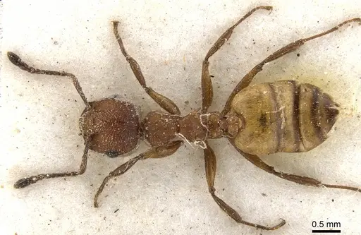 Crematogaster castanea - CASENT0902085