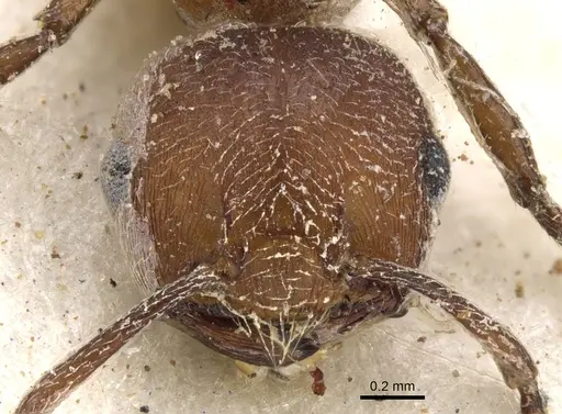 Crematogaster castanea - CASENT0902085