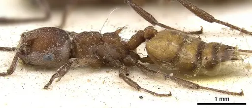 Crematogaster castanea - CASENT0902085