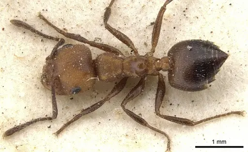Crematogaster castanea - CASENT0902086