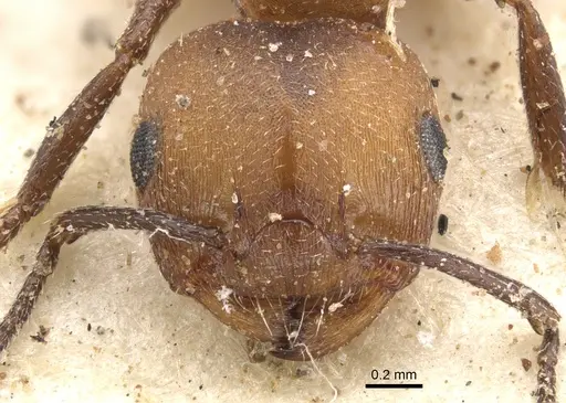 Crematogaster castanea - CASENT0902086