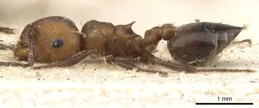 Crematogaster castanea - CASENT0902086