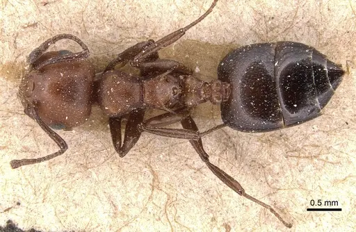 Crematogaster castanea - CASENT0904512