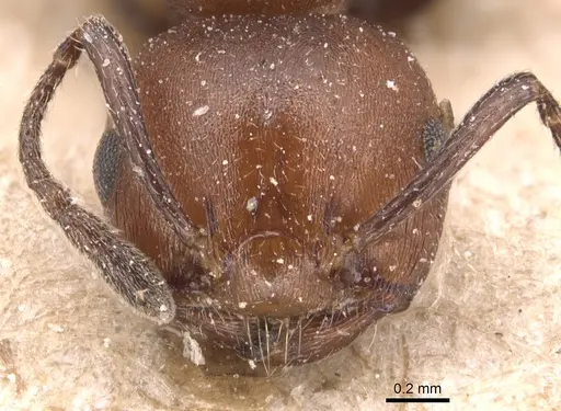 Crematogaster castanea - CASENT0904512
