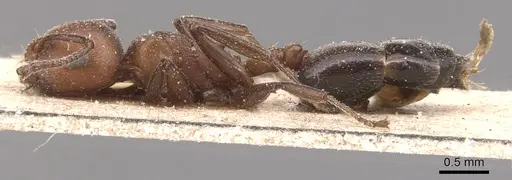 Crematogaster castanea - CASENT0904512