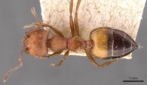 Crematogaster castanea - CASENT0908503
