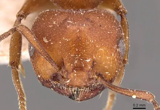 Crematogaster castanea - CASENT0908503