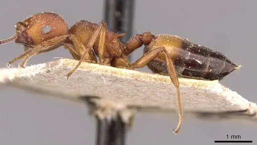 Crematogaster castanea - CASENT0908503