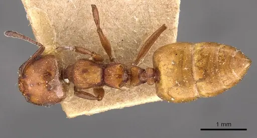 Crematogaster castanea - CASENT0908504