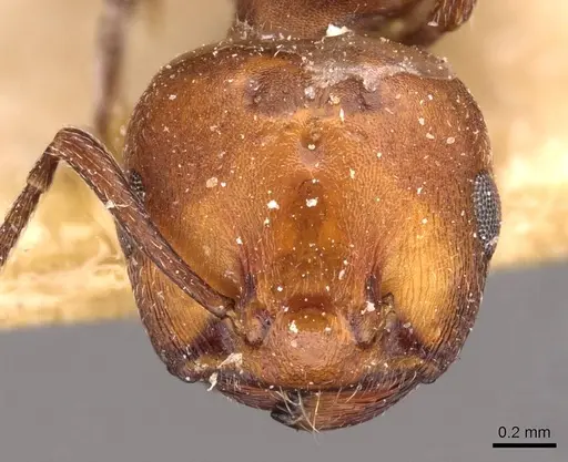 Crematogaster castanea - CASENT0908504