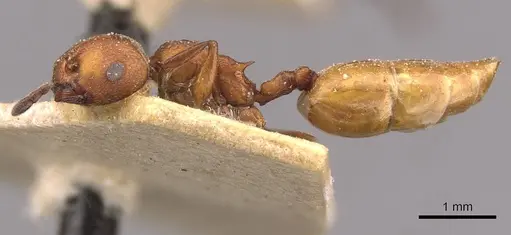 Crematogaster castanea - CASENT0908504