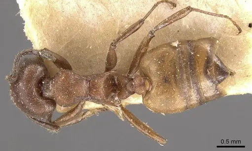 Crematogaster castanea - CASENT0908505