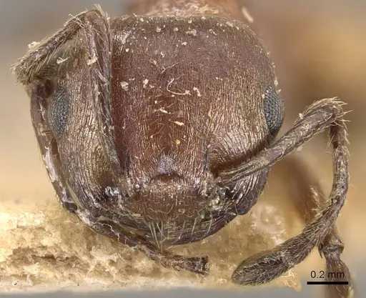 Crematogaster castanea - CASENT0908505