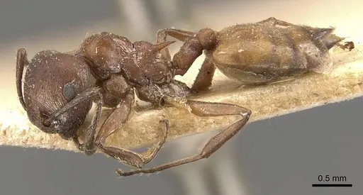 Crematogaster castanea - CASENT0908505