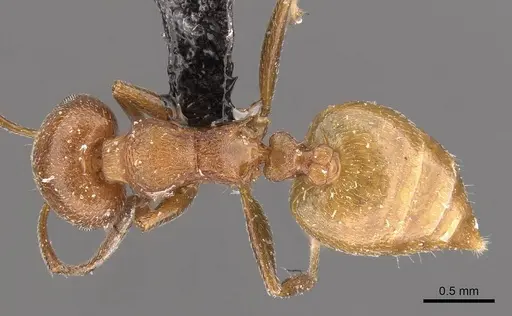 Crematogaster castanea - CASENT0908506