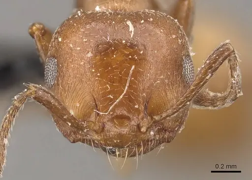 Crematogaster castanea - CASENT0908506