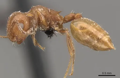 Crematogaster castanea - CASENT0908506