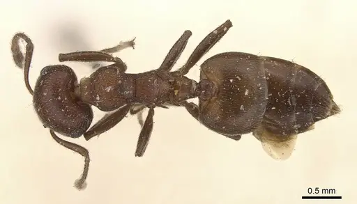 Crematogaster castanea - CASENT0908507