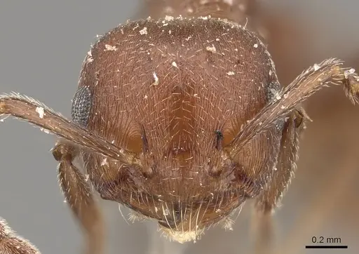 Crematogaster castanea - CASENT0908507